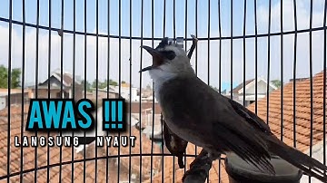trucukan gacor TARUNG ROPEL PANJANG pancingan trucukan agar bunyi jadikan burung trucuk gacor NYAUT