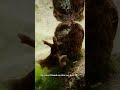 I’ve been waiting to spot one of these sea hares!! They’re sooooo cut...