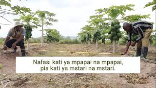 Namna sahihi ya Upandaji wa Mapapai