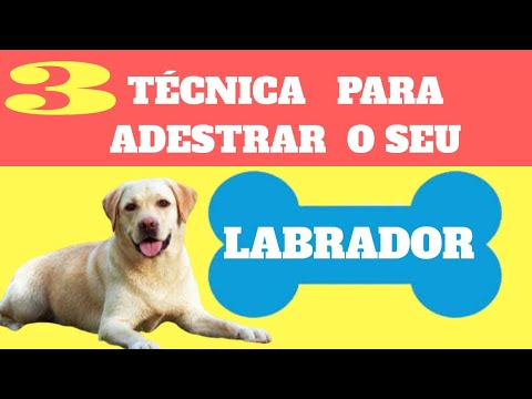 Vídeo: Como Criar Um Filhote De Labrador