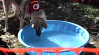 Virginia German Shepherd Rescue Reunion