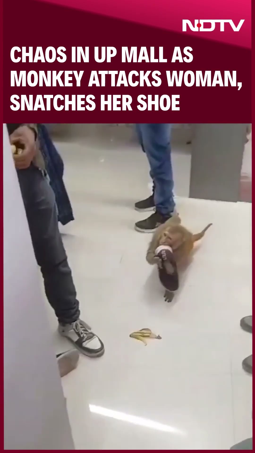 Chaos In UP Mall As Monkey Attacks Woman, Snatches Her Shoe, Video Viral
