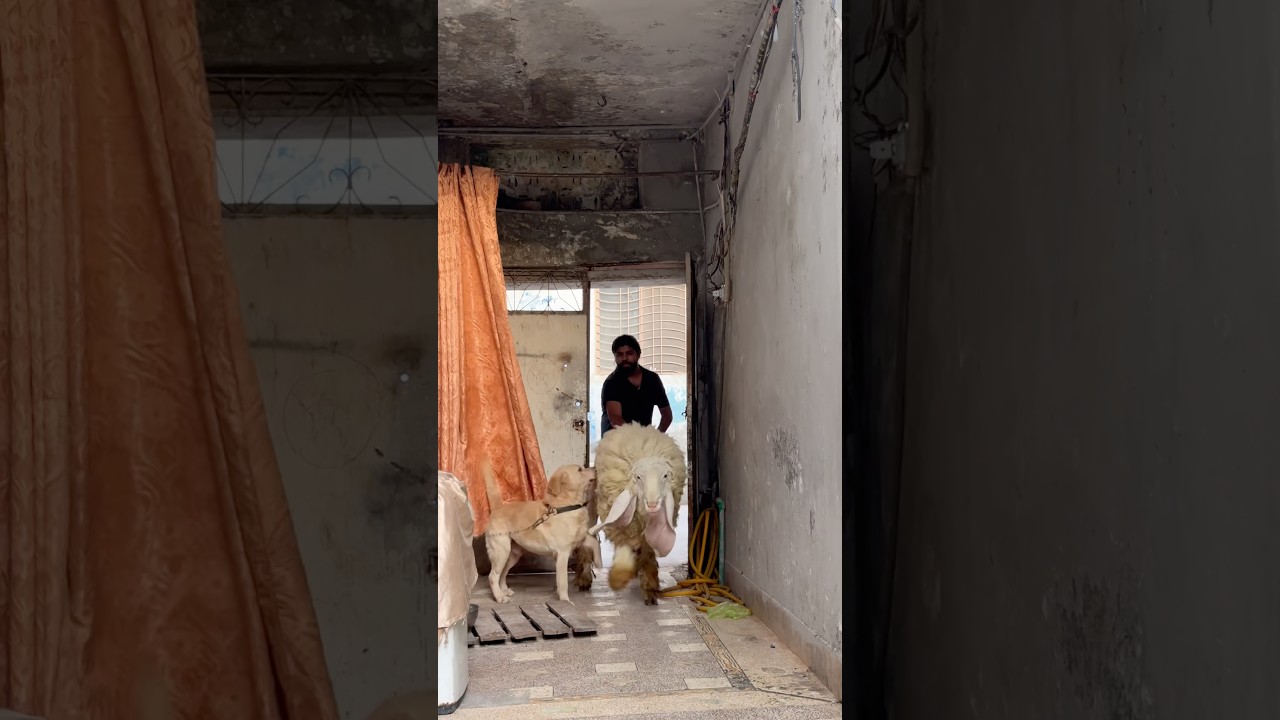 Dog vs shairo😱dog want to attack on goat😱qurbani 2026❤️#ytshorts #lion #goat #sheep #pets #yt