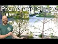How to Prune a Young Apple Tree | Years 2-5