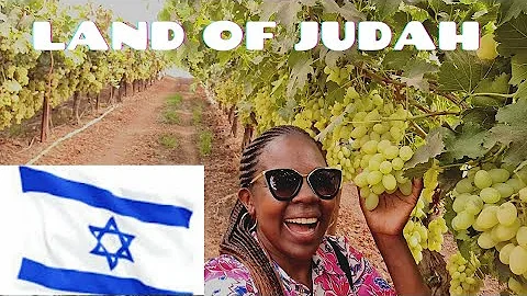 Let's Go To Ancient Vineyards Dating Back To Bible Times- Judea Vineyards| Grape Picking