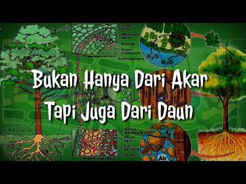 Video: Apakah pohon menyerap air melalui daun?