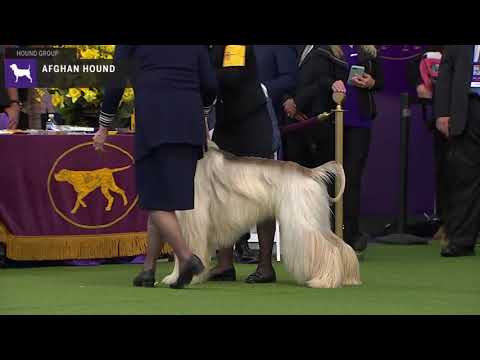 Afghan Hounds |