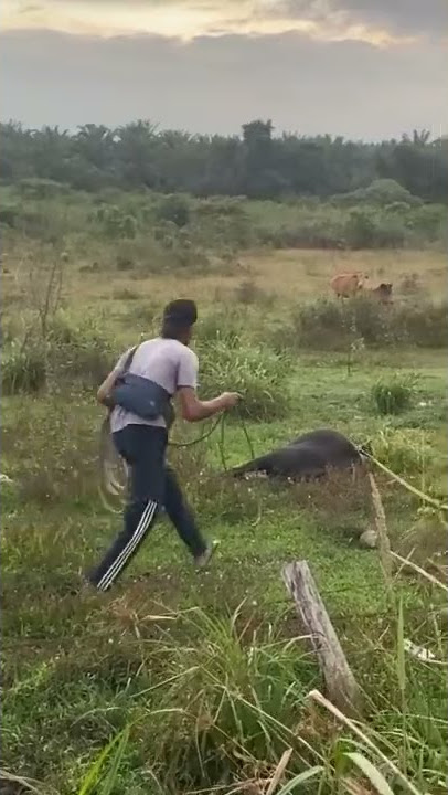 Tangkap sapi liar 1 ton, ngeri takut disruduk 🤫😂