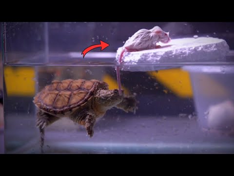 Snapping Turtle Eats White Mouse | WARNING LIVE FEEDING