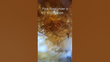 Want to see how does pork floss looks under a microscope?