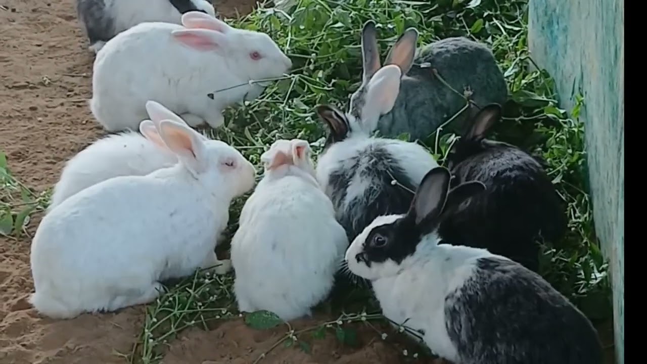 “Cute Bunnies Nibbling Grass | Relaxing Bunny Moments”