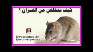 كيف تتخلص من الفئران ؟