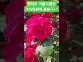 잠미의 아름다움은 가시 때문에 돋보여#김용빈#사랑은어떻게생겼을까#평화사랑나눔#봉사활동 #행복힐링tv