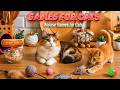 CAT GAMES 🐾 3D Cat TV Catch Them All – Flying Birds • Sneaky Butterflies | 3 Hours