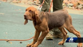 Ready or not: Greenville County Sheriff's Office search and rescue dogs use hide and seek to find...
