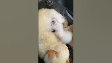 Kitties Cute Kitties Meowfamily7 Cutekitty Kitten Cat Cuteanimal Chat Gatto أبو القطط Humor 
