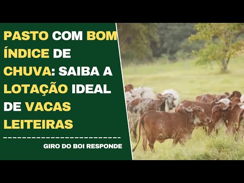 PASTO COM BOM ÍNDICE DE CHUVA: SAIBA A LOTAÇÃO IDEAL DE VACAS LEITEIRAS