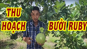Thu hoạch bưởi Ruby với Welofarm -Cách nhận biết trái bưởi Ruby đủ tuổi| SIÊU THỊ CÂY GIỐNG WELOFARM
