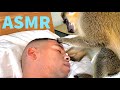 ASMR Monkey Primal Stimulation 1 Hour Grooming Relaxing Thabo And Ray ASMR Monkey Primal Stimulation 1 Hour Grooming Relaxing Thabo And Ray