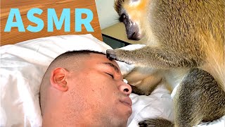 ASMR Monkey Primal Stimulation (1Hour) Grooming Relaxing