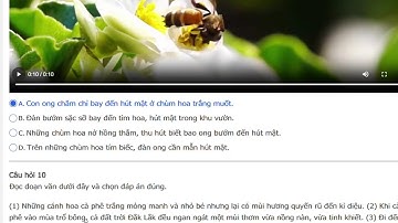 Đáp án Trạng nguyên Tiếng Việt lớp 4 Vòng 6 năm 2025 - 2026