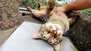 人懐っこいキジトラ猫が「お腹を触って！」とへそ天ポーズになる