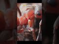 Insect Megacities You Won’t Believe