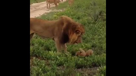 Lioness protects her cub