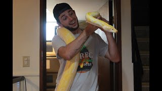 Snake Room Tour! Burmese Python, Corn Snakes, Carpet Pythons And MORE! | Jurassic Elements