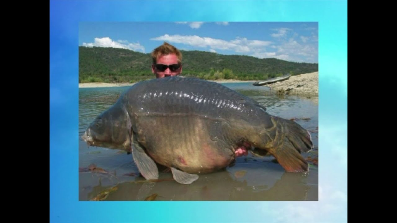 Scopriamo il carpfishing; le basi tecniche.