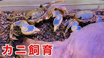 カニ飼育 Youtube