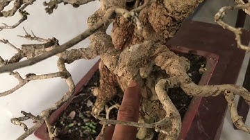 Basic Bonsai Lessons: Branch Placement 2nd Branch