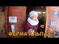 Ферма Альпак и Страусов.