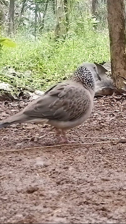 bl datang tepat diatas kepala pikat#tekukurliar #pikatajaran #tekukurgacor #pikattekukur #birds
