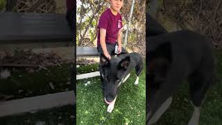 NEW A5718263 Alfonso | German Shepherd