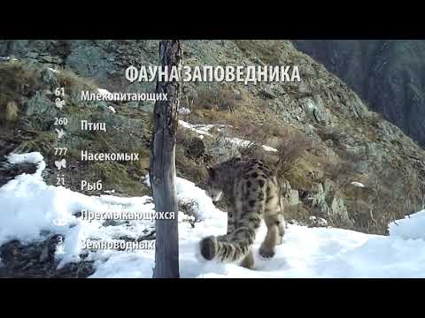 Восстановление снежного барса в Саяно-Шушенском заповеднике.
