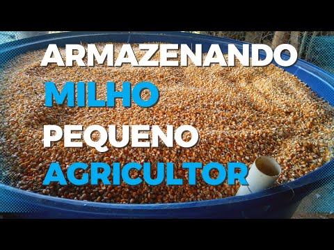 Vídeo: Milho cultivado em contêiner - Você pode cultivar milho em contêineres