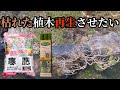 枯れた植木を再生させる計画