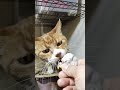 2026 01 12 01 猫動画ショートですニャン ‐ #cat #子ネコ #猫 #catsofyoutube #cats