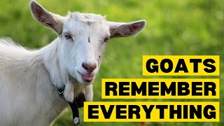 15 Facts About GOATS by Planet of Predators 2,189 views 4 months ago 4 minutes, 20 seconds