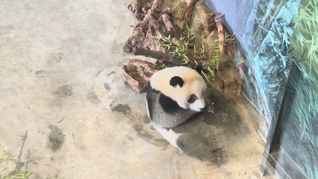 پارکی ئاژەڵان لە شاری رەینن لە هۆڵندا    #kurdish #کورد Ouwehands Dierenpark kurdi #kurd 