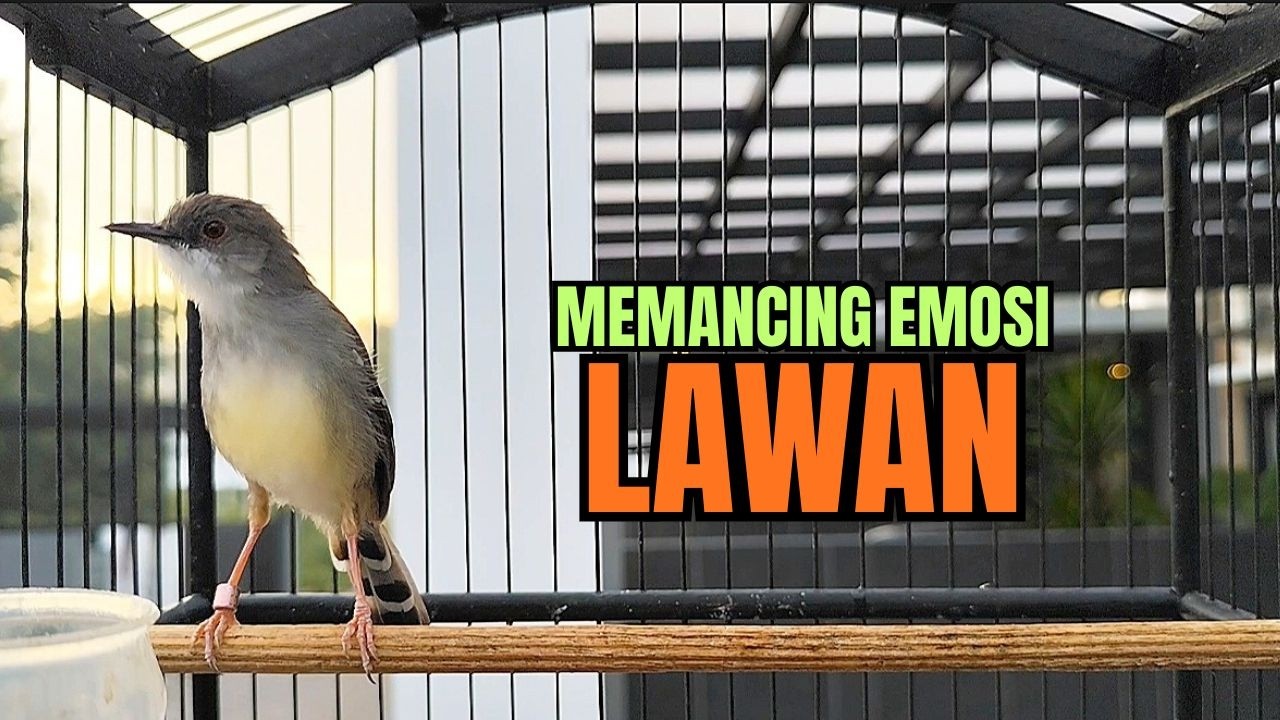 ciblek KRISTAL gacor ngebren variasi melimpah !! AMPUH UNTUK Pancingan Ciblek Macet SEKETIKA RESPON