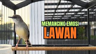 ciblek KRISTAL gacor ngebren variasi melimpah !! AMPUH UNTUK Pancingan Ciblek Macet SEKETIKA RESPON