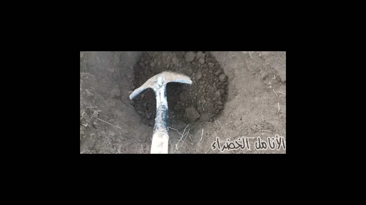تعلم كيف تهيئ الحفرة قبل غرس الشجرة