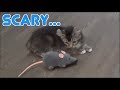 【LON】 Kitten VS Giant Mouse!!! [CC Available] |Kinoshita Yuka