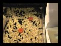 Mealworms Made Easy