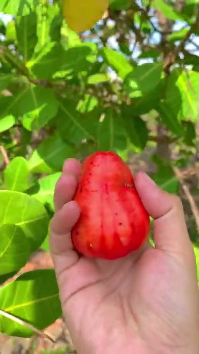 Panen jambu mete atau jambu monyet #jambumete #jambumonyet #indonesia
