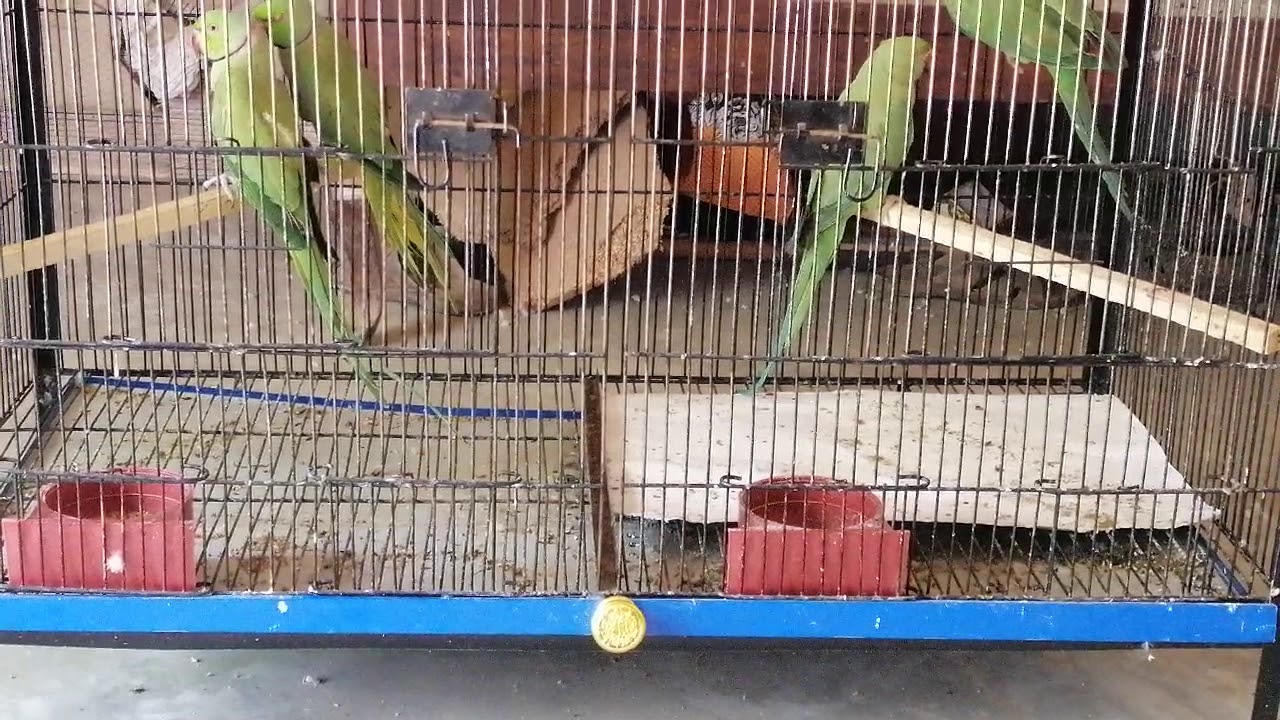 Indian Ringneck Breeding Box, Cage Size, Pairing and Breeding Tips Udru