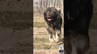Caucasian Shepherd Vs Kangal - Who Wins This Epic Battle? 🐶🔥