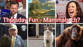 Thursday Fun- The Mammals Edition